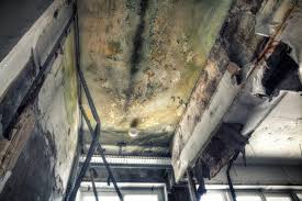 Best Mold Damage Restoration  in Fredericksburg, IA